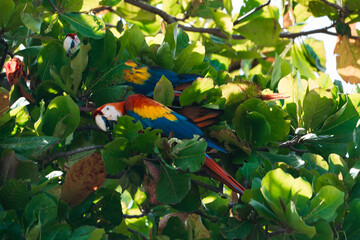 Costa Rica, Guanacaste Macaw 5