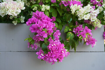 Bougainvillea flowers, selective focus. Beautiful Bougainvillea flowers or Paper Flower