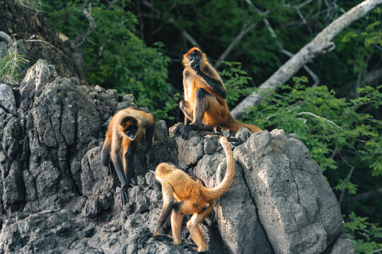 Costa Rica, Guanacaste Spider Monkey 9