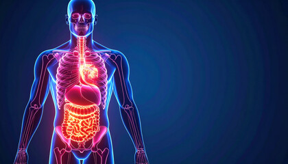 Illustration of the human body with glowing organs, providing a detailed visual representation of internal anatomy and organ systems.
