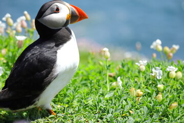 Close-Up of Male Atlantic Puffin During Breeding Season – Colorful Vibrant Red and Yellow Beak,...