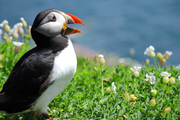 Close-Up of Atlantic Puffin on Saltee Island, Ireland – Beak Open in Mating or Territorial...