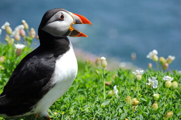 Close-Up of Atlantic Puffin on Saltee Island, Ireland – Beak Open in Mating or Territorial Display, Blurred Ocean and Cliff Background, Summer Breeding Season Seabird Behaviour