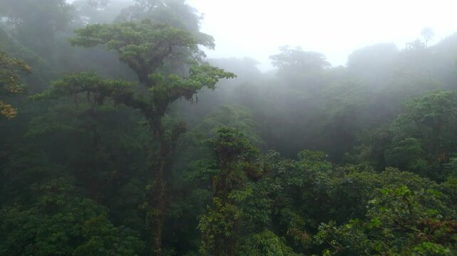 Costa Rica, Monteverde Cloud Forest Hanging Bridge