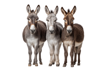 Three cute donkeys standing side by side, facing forward with calm expressions, isolated on transparent png