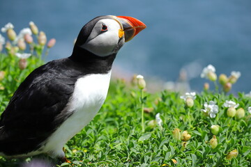 Close-Up of Male Atlantic Puffin During Breeding Season – Colorful Vibrant Red and Yellow Beak,...