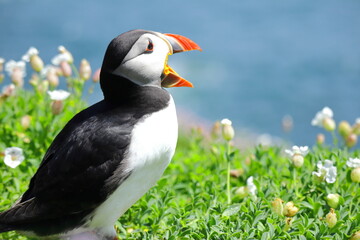 Close-Up of Atlantic Puffin on Saltee Island, Ireland – Beak Open in Mating or Territorial...