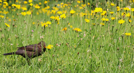 Wiesenbocksbart amsel