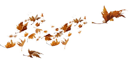 wind flight leaf leaves isolated autumn winter season background falling fall platanus tree wid air w