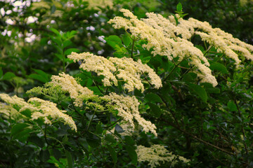 holunder blüte strauch