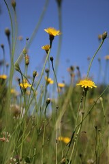 Wiesenbocksbart: