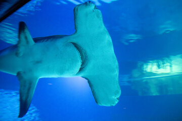 Naklejka premium A Great Hammerhead at an aquarium