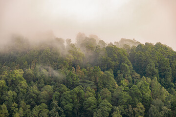 misty morning in the forest