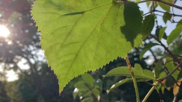 Leaf Edge Trembling in Gentle Breeze Macro Timelapse