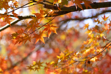 黄色に色づくカエデ