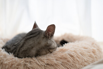 窓辺でくつろぐ可愛い猫の後ろ姿　サバトラ猫