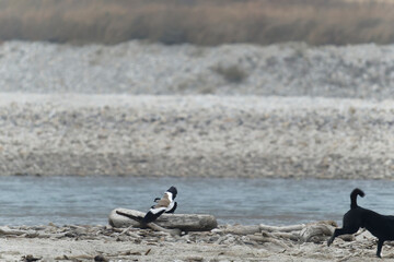 River lapwing on the rock