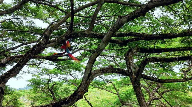 Costa Rica Guanacaste Macaws