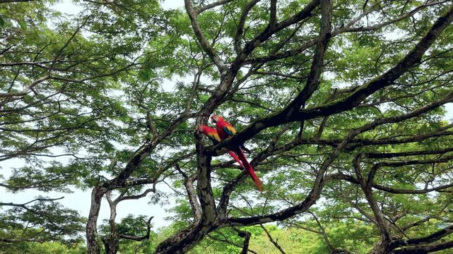 Costa Rica Guanacaste Macaws