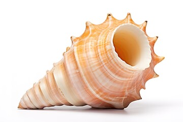 Elegant close up studio shot of a beautiful textured orange seashell against white background