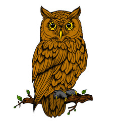 Owl ilustrasi 