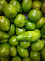Abundant display of fresh green avocados. National Avocado Day to celebrate on July 31st