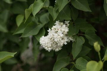 one beautiful inflorescence of white lilac on a background of foliage