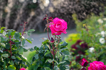 vintage rose bush in an old garden. a water sprinkler in the background adds a sense of movement