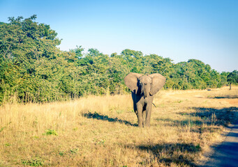 Wild elephant on the road