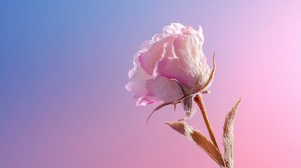 Minimalist photo of ethereal flower in shades of pink with soft surreal tones