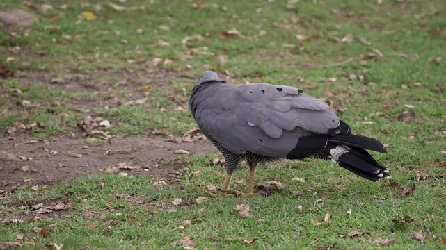 A tagged African Goshawk eats a piece of food held firmly in its claw, then pauses to look up and scan its surroundings alertly.
