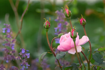     Pink rose in full bloom surrounded by rosebuds and purple wildflowers in a lush green...