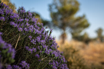 Side view of a bush of the thyme plant at the nature. Nice soft background.
