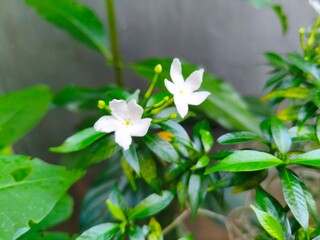white flowers of Arabian Jasmine sambac in the garden