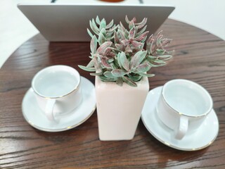 Coffee cups with succulent plant on a wooden table