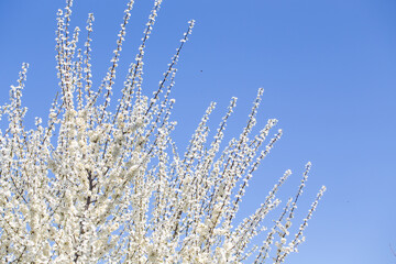 Blooming tree branches against clear blue sky. Spring, nature, freshness and calmness.