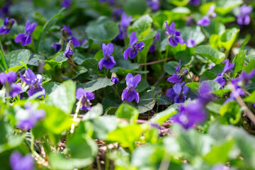 Delicate purple violet flowers blossom in early spring woods.