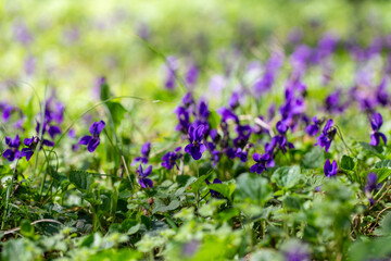 Close-up of blooming wild violets in a sunlit spring forest.