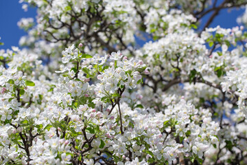 Delicate apple flowers bloom under blue skies, bringing light and joy.
