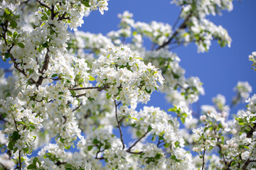 Close-up of apple blossoms in full bloom under a vivid blue sky, seasonal spring concept.