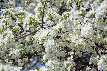 Natural spring background with apple blossoms and deep blue sky, floral landscape image.