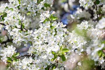White apple tree flowers in sunlight on bright blue sky, perfect for springtime themes.