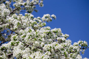 White apple tree flowers in sunlight on bright blue sky, perfect for springtime themes.