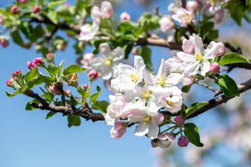 Close-up of apple blossoms in full bloom under a vivid blue sky, seasonal spring concept.