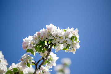 Springtime apple blossoms glowing in sunlight under bright blue sky.