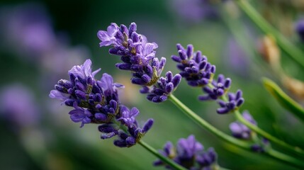 Obraz premium Close-Up of Blooming Lavender Flower/ラベンダーの花のクローズアップ4