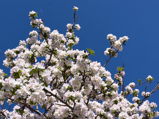 Close-up of apple blossoms in full bloom under a vivid blue sky, seasonal spring concept.