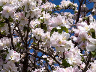 Close-up of apple blossoms in full bloom under a vivid blue sky, seasonal spring concept.