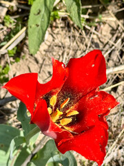 A single bright red tulip in a green meadow with mountains in the background.