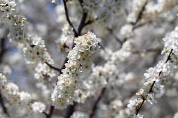 Delicate white petals contrasting with sunny sky background, celebrating nature's rebirth.